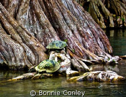 Kayak trip down the Guadalupe River at Canyon Lake Texas.... by Bonnie Conley 